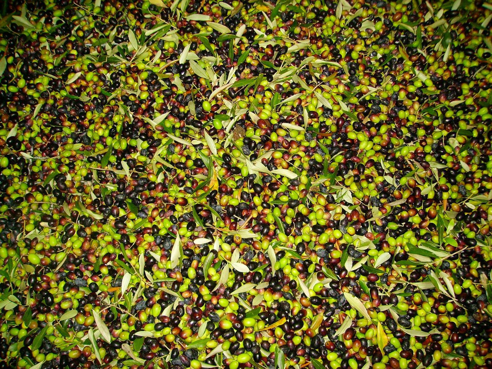 Fattoria Gambaro Di Petrognano Villa Collodi Bagian luar foto
