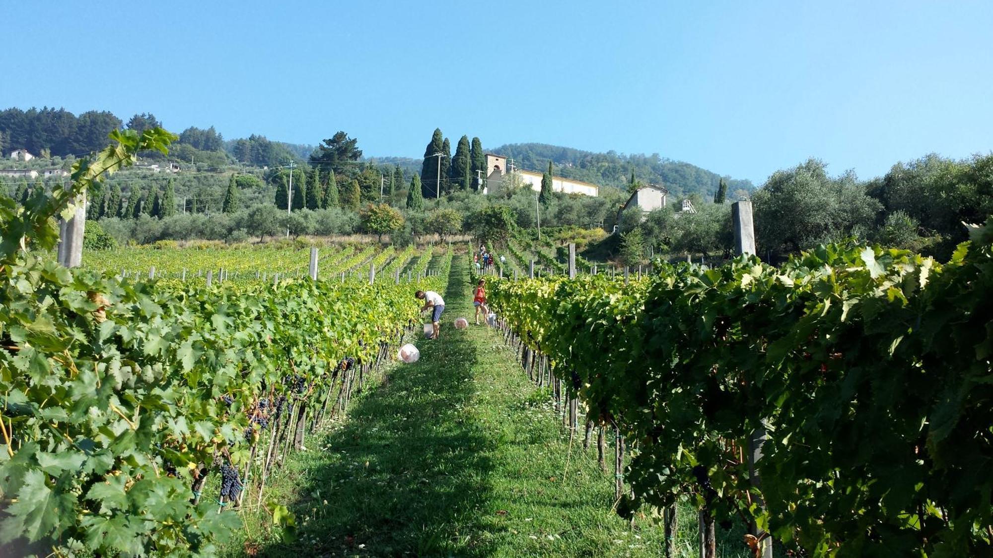 Fattoria Gambaro Di Petrognano Villa Collodi Bagian luar foto