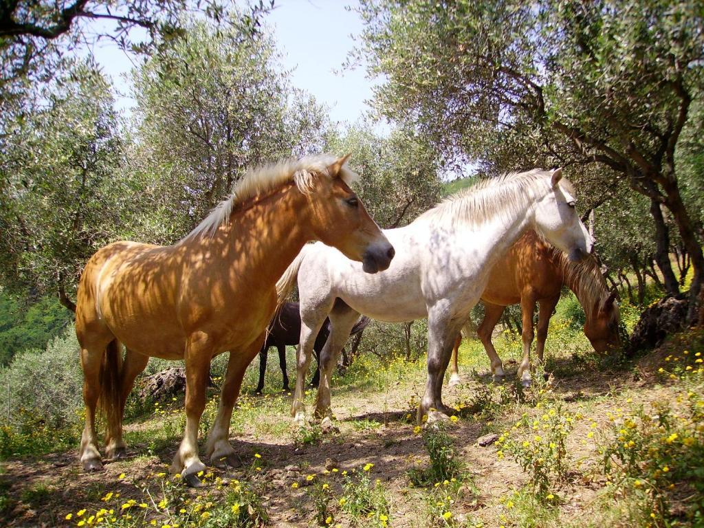 Fattoria Gambaro Di Petrognano Villa Collodi Bagian luar foto